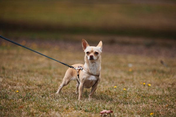 L'importance du vaccin pour prévenir les maladies du chien