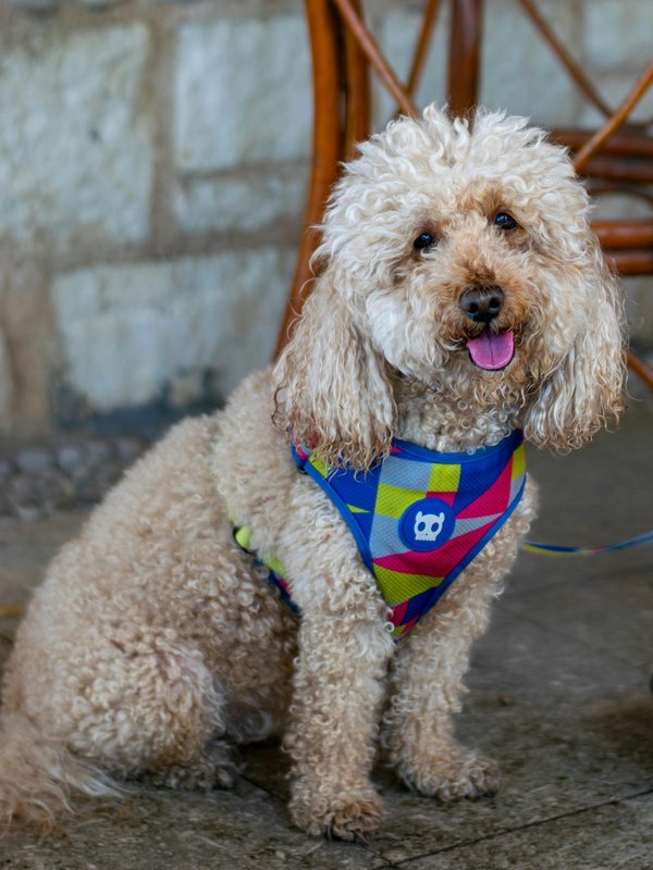 Harnais curli : guide complet et avis sur les modèles